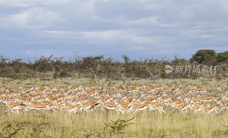 奔跑的跳羚群;Etosha n.p.，纳米比亚，南部非洲